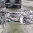 На Кіровоградщині бракон’єри наловили риби на майже мільйон гривень