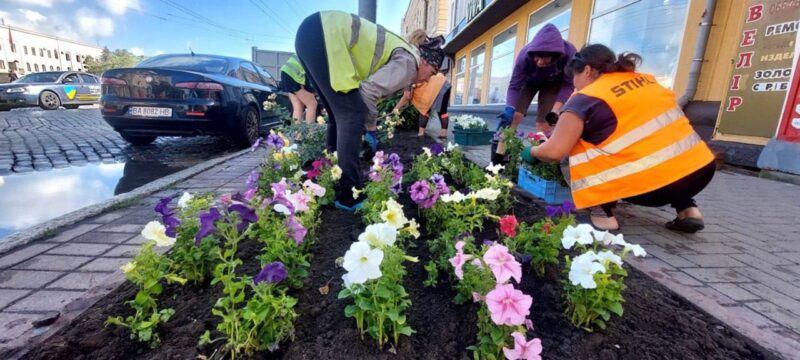 У Кропивницькому висадили дві тисячі петуній