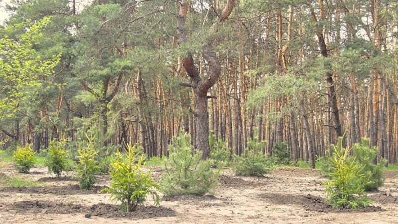 у Кропивницькому