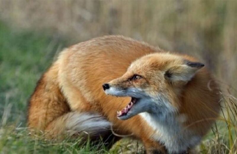 Великоандрусівській громаді