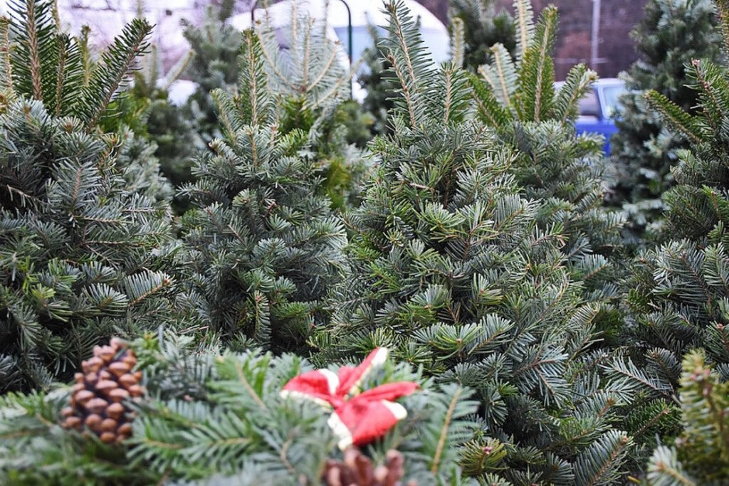 продаж ялинок у Кропивницькому
