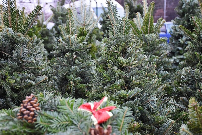 продаж ялинок у Кропивницькому