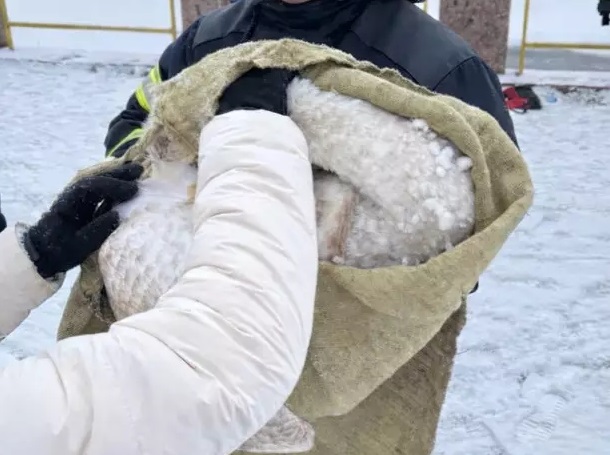 У Кропивницькому врятували лебедя із крижаної водойми