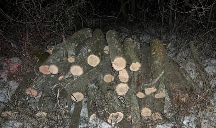 виявили незаконну вирубку дерев на Кіровоградщині