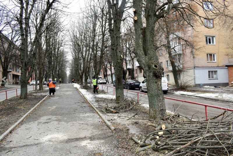 У Кропивницькому обрізають дерева