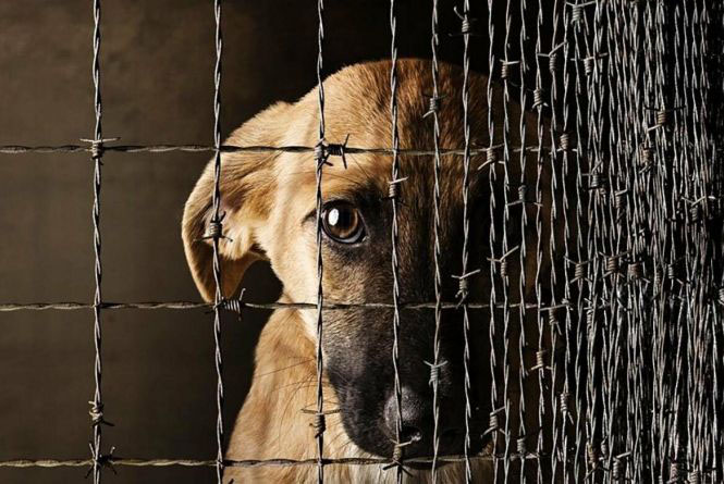 Порізав шию собаки чоловік на Кіровоградщині