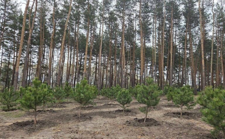У парку "Сосновий" у Кропивницькому висадили ще 300 дерев