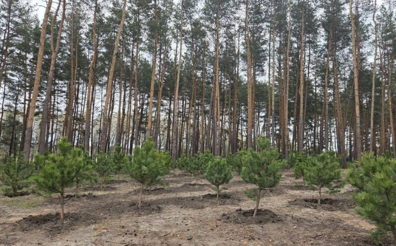 У парку "Сосновий" у Кропивницькому висадили ще 300 дерев
